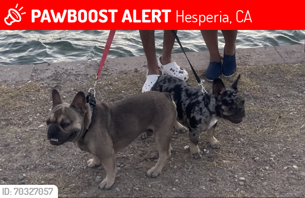 Lost Male Dog last seen Locust and Riverside, Hesperia, CA 92345