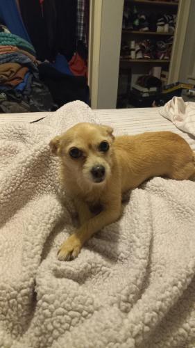 Lost Female Dog last seen Torresdale and Magee, Philadelphia, PA 19135