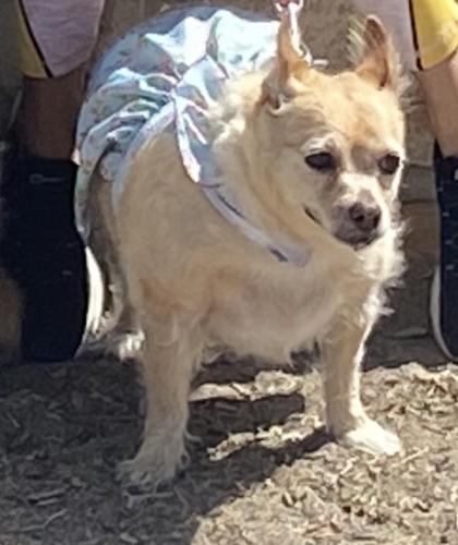Lost Female Dog last seen Rhode Island St NE near Chico and Copper 87108, Albuquerque, NM 87110