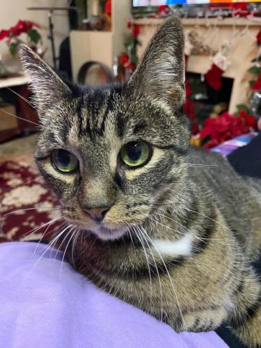 Lost Female Cat last seen 89th ave and 171st street, Queens, NY 11432