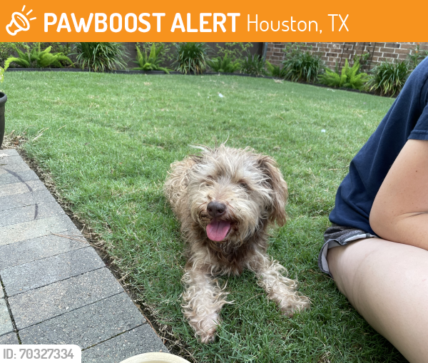 Houston, TX Stray Male Dog Found Near Near design center and HSPCA ...