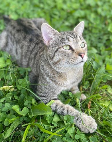 Lost Male Cat last seen S 8th St & Rumsey Rd, South Columbus, Columbus, Franklin County, OH, US, 43207, Columbus, OH 43207