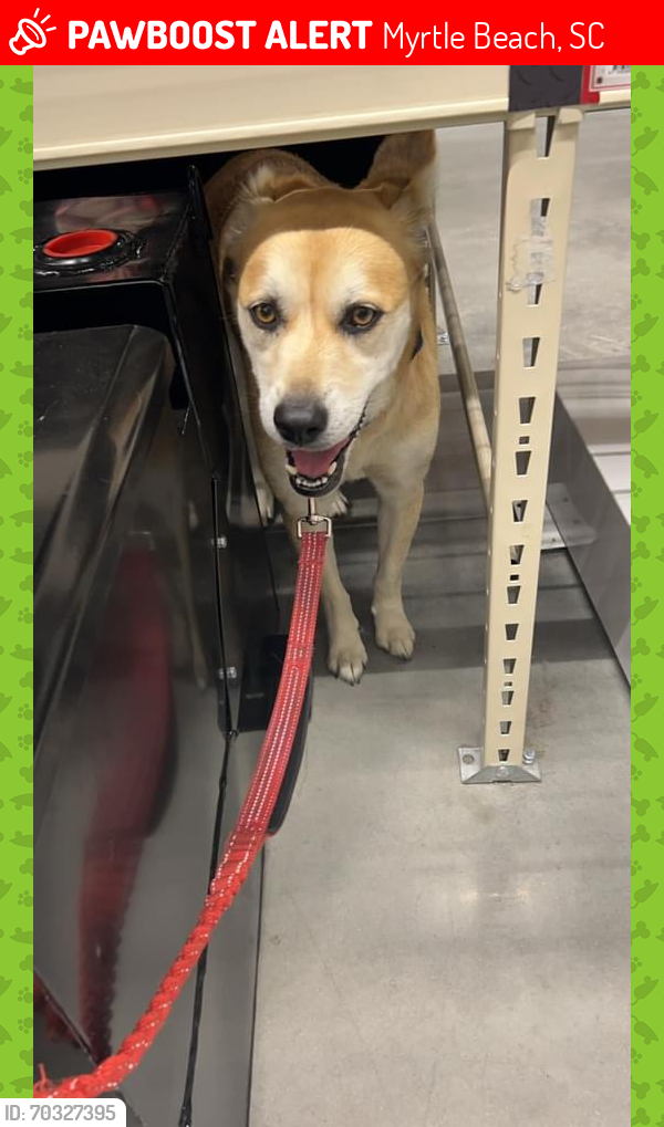 Myrtle Beach, SC Lost Female Dog, Roxy Is Missing PawBoost