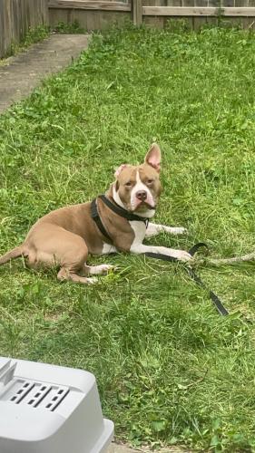 Lost Male Dog last seen Greenway Ave & Taylor Ave, Columbus, OH 43219