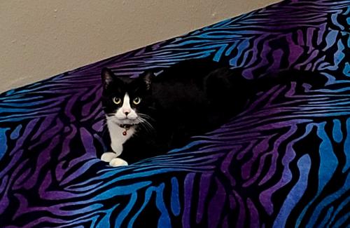 Lost Female Cat last seen Mount Vernon & Water St, Wichita, KS 67213