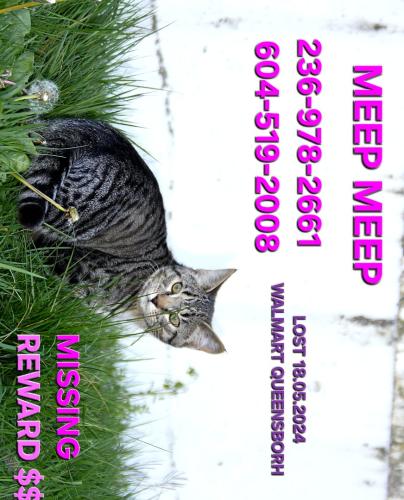 Lost Female Cat last seen Walmart queensborrough, New Westminster, BC V3M 5M4