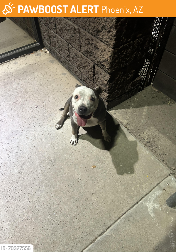 Found/Stray Female Dog last seen 7th Street & I17, Phoenix, AZ 85034