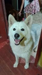 Lost Female Dog last seen Rua kJuscelino Kubitschek, Ipê, PR 