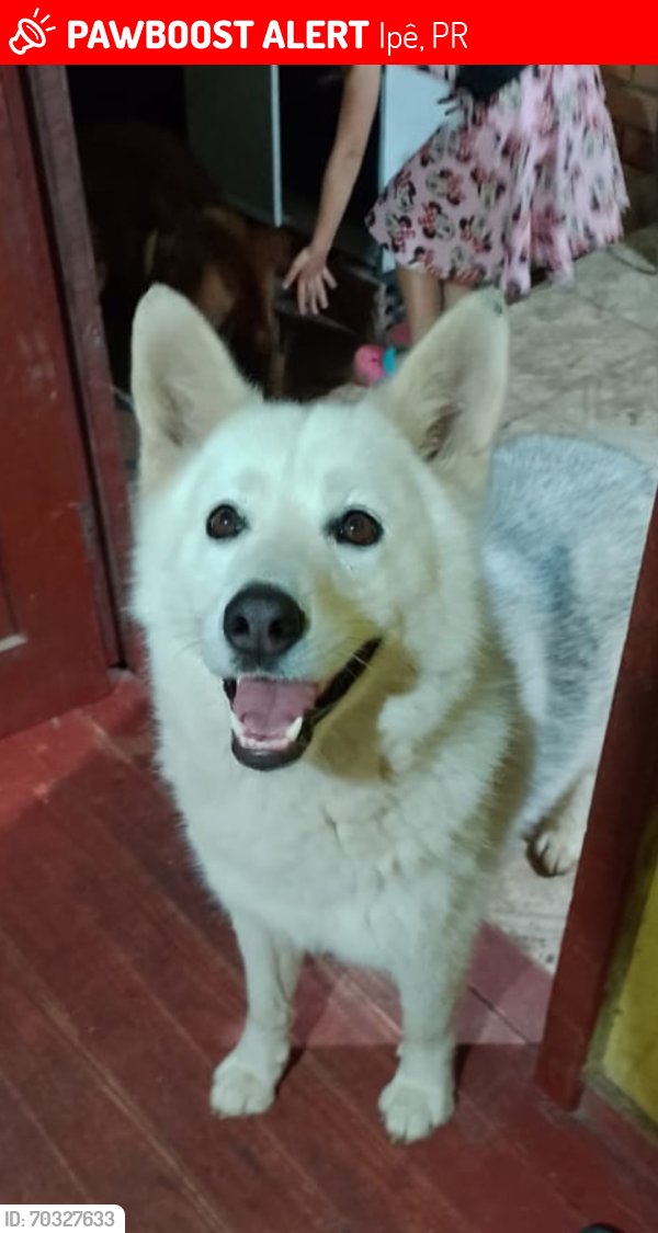 Lost Female Dog last seen Rua kJuscelino Kubitschek, Ipê, PR 