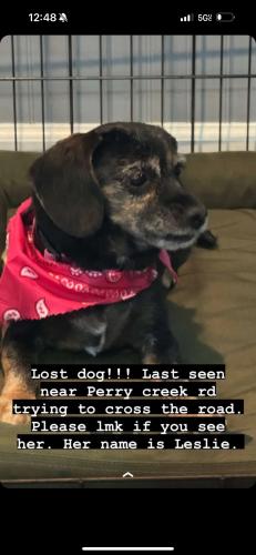 Lost Female Dog last seen Perry creek and berkshire downs dr, Raleigh, NC 27616