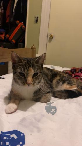 Lost Female Cat last seen  Nurture Learners/ Guilford Texaco, Guilford, CT 06437