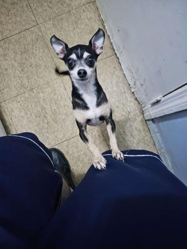Lost Male Dog last seen 45th ave & 108th street, Queens, NY 11368