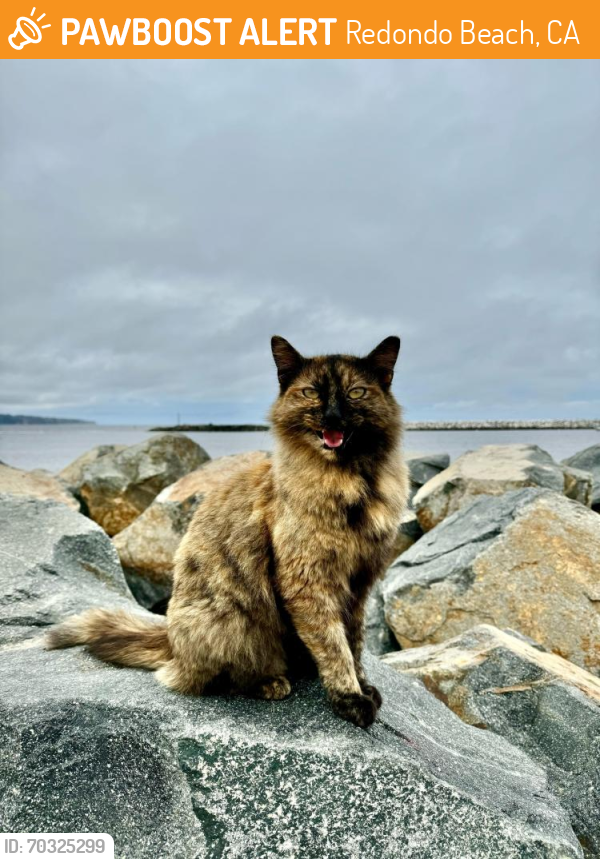 Found/Stray Unknown Cat last seen Seaside Lagoon, Redondo Beach, CA 90254