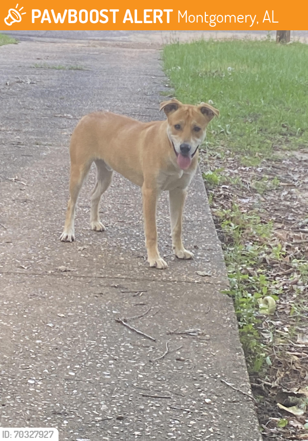 Montgomery, AL Stray Male Dog Found Near Seen off Perry Hl Rd, between ...