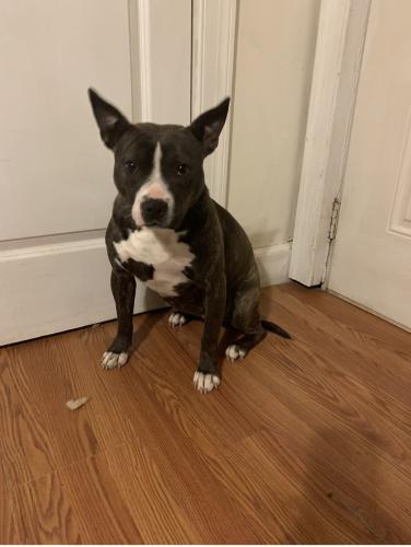 Lost Female Dog last seen Meadow- Aycock , Wilson, NC 27893