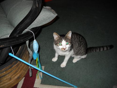 Lost Female Cat last seen Day Lilly Lane, Homeplace Developement, Brices Creek, NC 28573