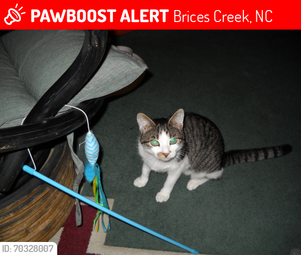 Lost Female Cat last seen Day Lilly Lane, Homeplace Developement, Brices Creek, NC 28573