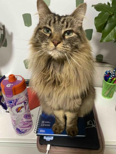 Lost Male Cat last seen Donovan Ave and Hall St, Maple Ridge, BC V2X 3A6