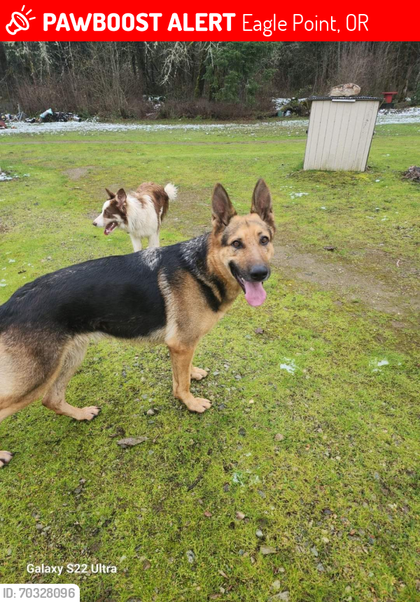 Lost Female Dog last seen Barton Northhighlands, Eagle Point, OR 97524
