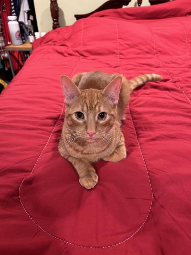 Lost Male Cat last seen N laramie ave and W foster ave , Chicago, IL 60630