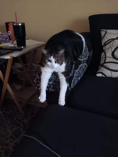 Lost Female Cat last seen Meldon and Andy dr, Streetsboro, OH 44241