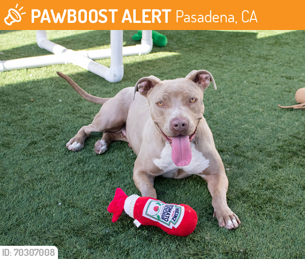Shelter Stray Female Dog last seen WILSON AND LOS ROBLES, Pasadena, CA 91105