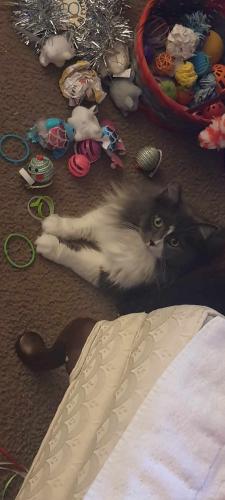 Lost Female Cat last seen Near S Scientific St, High Point, NC 27260, High Point, NC 27260