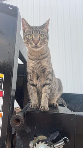 Lost Female Cat last seen Guyer High School, Denton, TX 76210