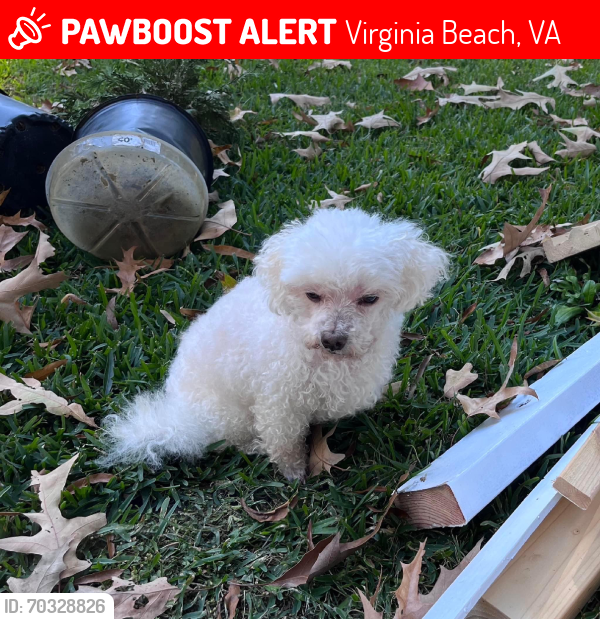 Lost Male Dog last seen Lynn shores, Virginia Beach, VA 23452