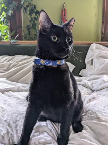 Lost Male Cat last seen 50th and Catharine St, Philadelphia, PA 19143