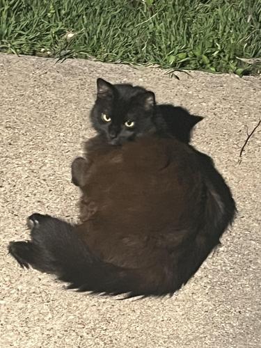 Lost Male Cat last seen Southwind Court & Basswood Blvd, Fort Worth, TX 76137