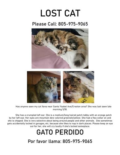 Lost Female Cat last seen Food 4 loss, Paso Robles, CA 93446