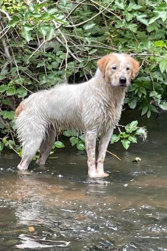 Lost Female Dog last seen Newell & Danville Blvd, Walnut Creek, CA 94596