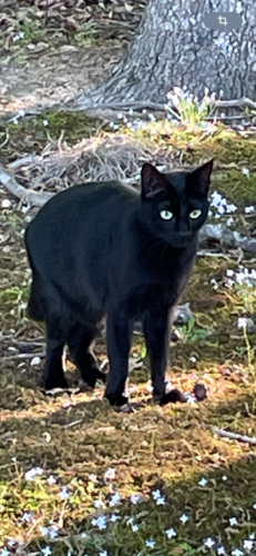 Lost Female Cat last seen MONTROSE AT GRANDOVER, Greensboro, NC 27407