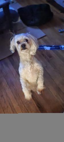 Lost Male Dog last seen Calumet and 75th, Chicago, IL 60619