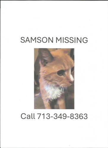 Lost Male Cat last seen Deal between Ilona and Timberside, Houston, TX 77025