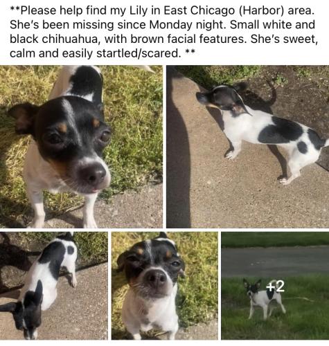 Lost Female Dog last seen East Chicago Parrish and Broadway , East Chicago, IN 46312
