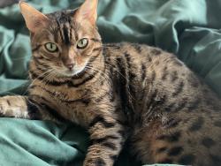 Lost Male Cat last seen Bradstreet commons & Donet terrace dr, Charlotte, NC 28215