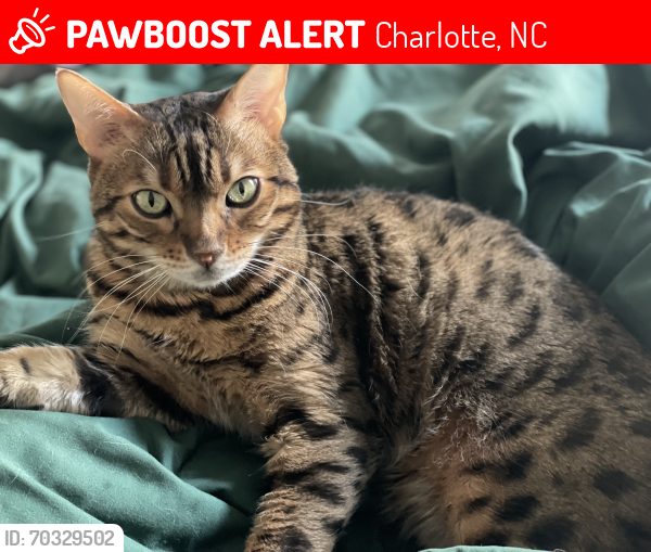 Lost Male Cat last seen Bradstreet commons & Donet terrace dr, Charlotte, NC 28215