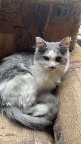 Lost Female Cat last seen salvation army , Tyler, TX 75702