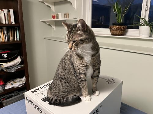 Lost Male Cat last seen Gothard at Norquay, Vancouver, BC V5R