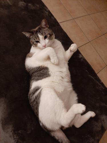 Lost Male Cat last seen Crafton Ave. / Madiera / Hwy. 38 / Lugonia Ave. , Mentone, CA 92359