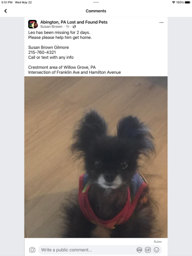Lost Male Dog last seen Franklin Ave and Hamilton Ave, Willow Grove, PA 19090