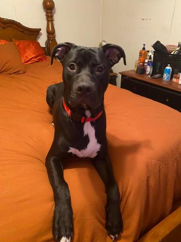 Lost Male Dog last seen Save A Lot on Dixie & Algonquin, Louisville, KY 40210