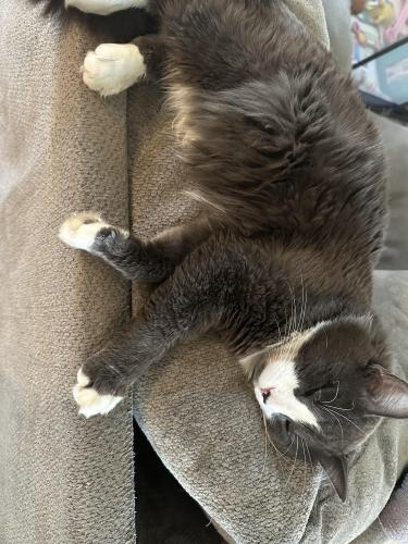 Lost Male Cat last seen Ooltewah highschool and white dove , Collegedale, TN 37363