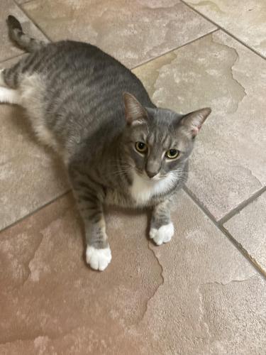 Lost Male Cat last seen Near , Friendswood, TX 77546