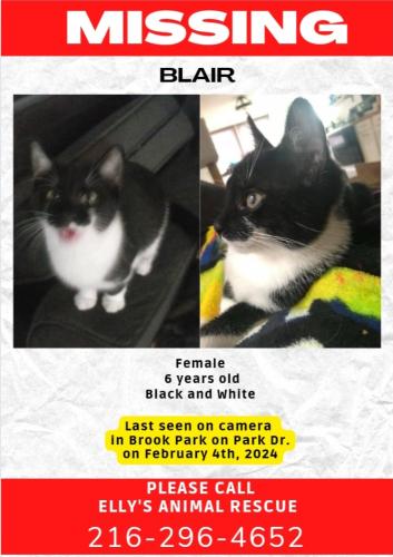 Lost Female Cat last seen Park Drive, Brook Park, OH, Brook Park, OH 44142