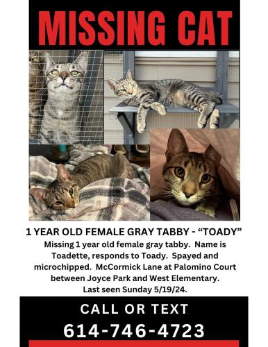Lost Female Cat last seen Symmes, Palomino Ct. - between Joyce Park and West Elementary, Fairfield, OH 45014