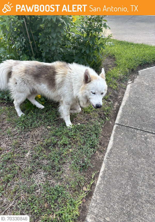 Found/Stray Male Dog last seen Hunt Ln/ W Military Dr, San Antonio, TX 78251