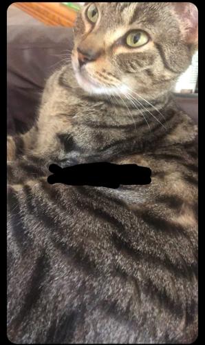 Lost Male Cat last seen Near 51st and western. , Chicago, IL 60632